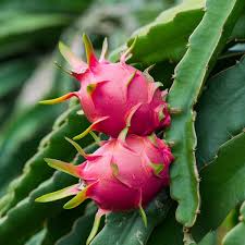Natural Dragon Fruit Powder